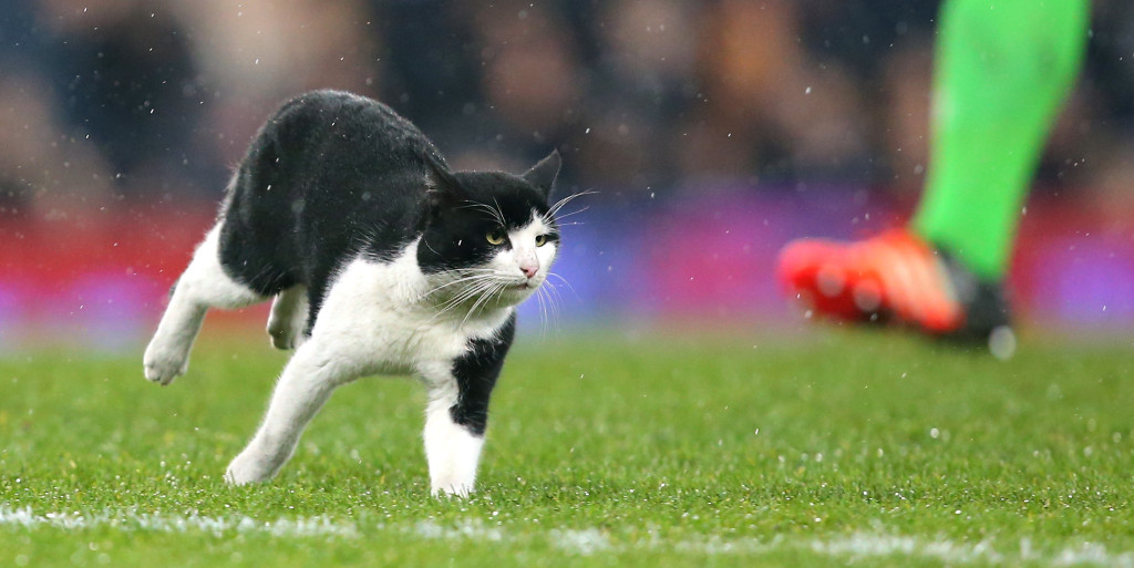 Martinez compares Goodison cat to Cecil the lion
